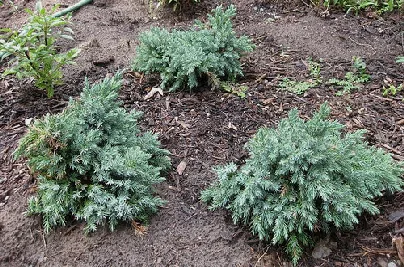 Blue Star Juniper groundcover by Anne the Librarian