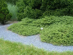 Tabuliformis dwarf Norway spruce