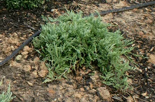 Bar Harbor Juniper groundcover