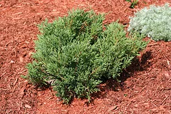 Andorras Compact Juniper