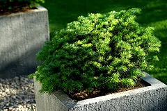 Abies Koreana Green Carpet