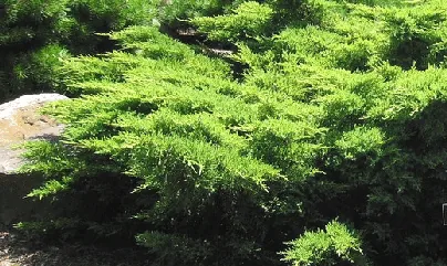 Daub s Frosted Juniper pfitzer