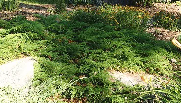 Russian Cypress Microbiota decussata