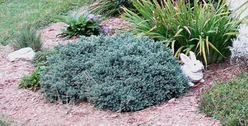 Juniperus horizontalis Blue Prince
