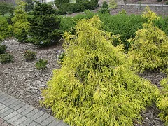 Chamaecyparis pisifera filifera aurea