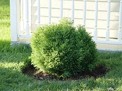 Heatherbun Chamaecyparis thyoides