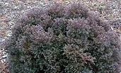 Heather Bun Winter Color