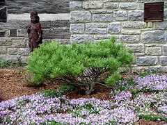 Dwarf Eastern White Pine by Gerald Figal