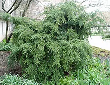 Pendula Weeping Canadian Hemlock