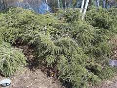 Sargentii Canadian Hemlock