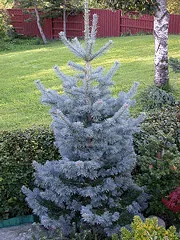 Abies lasiocarpa Glauca compacta