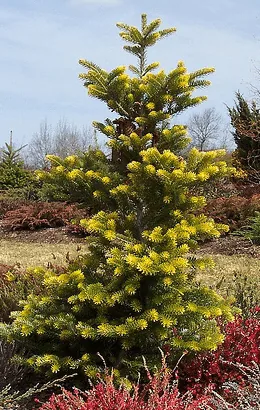 Abies koreana Aurea by Magnolia 100