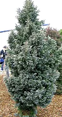Chamaecyparis pisifera Boulevard