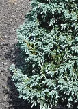 Chamaecyparis pisifera Boulevard foliage