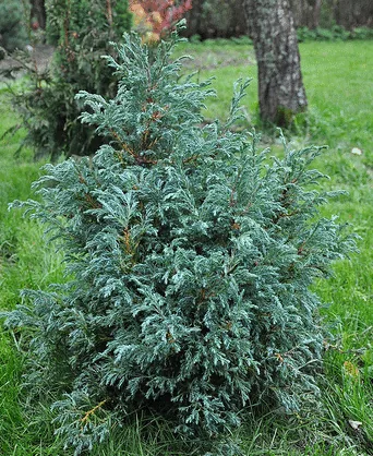 Chamaecyparis pisifera Baby blue