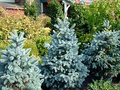 Baby Blue Eyes Spruce