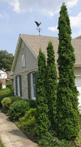 DeGroot s Spire Arborvitae Thuja