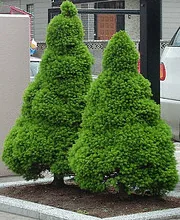 Dwarf Alberta Spruce 2