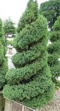 Dwarf Alberta Spruce topiary