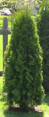 Emerald Arborvitae