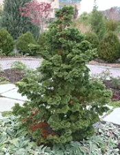 False Cypress Hinoki Compacta Chameacyparis obtusa by Cliff