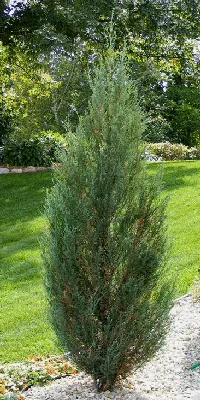 Skyrocket Juniper by Midwest Gardening