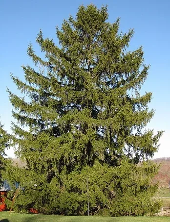 Picea abies Norway Spruce by Jay Pastore