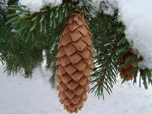 Picea abies Norway Spruce by Dave Hosford