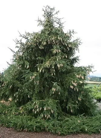 picea abies acrocona Norway Spruce by Gardening in a Minute1