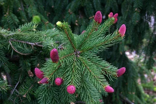 Norway spruce 'Acrocona' branch tips with bright pink young cones