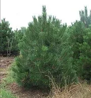 Austrian Pine