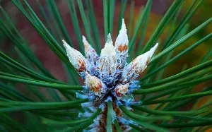Austrian Pine needles by Sorin Nechita