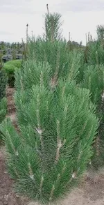 Austrian Pine Arnold Sentinal