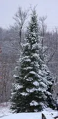 Tall balsam fir dusted with snow in a winter landscape