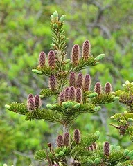Balsam Fir, cones forming