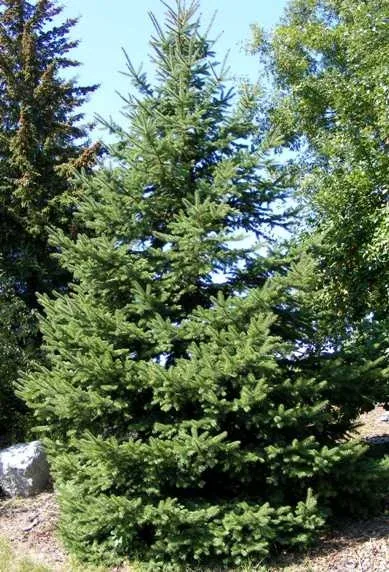 Picea glauca var densata Black Hills Spruce by Midwest Gardening