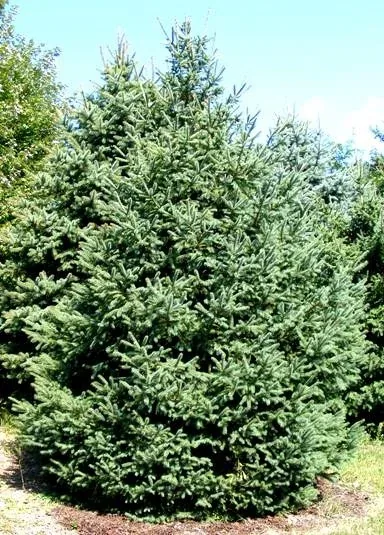 Picea pungens Colorado Blue Spruce by Midwest Gardening