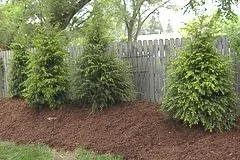 Canadian Hemlock