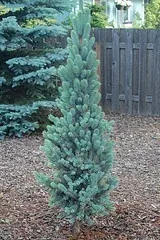 Columnar Blue Spruce