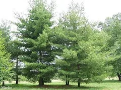 Eastern White Pine 2