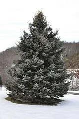 Fraser Fir