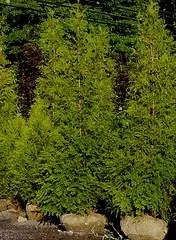 A row of 'Green Giant' arborvitae with their root balls wrapped for planting