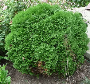 Arborvitae Little Giant