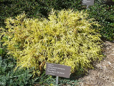 Chamaecyparis pisifer Golden Charm