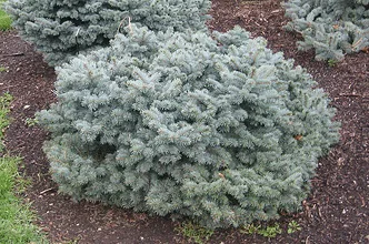 glauca globosa blue spruce