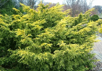 Juniperus chinensis Saybrook Gold