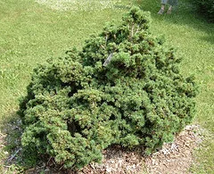 Picea abies Nana Dwarf Norway Spruce