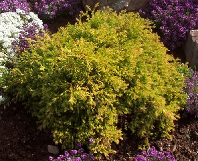 Thuja occidentalis Rheingold by Magnolia 1000