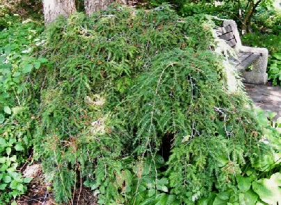 Tsuga canadensis Beehive Dwarf Canada Hemlock by Midwest Gardening