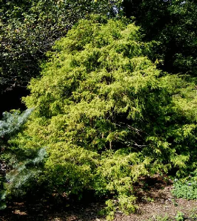 Chamaecyparis pisifera Mops by Midwest Gardening